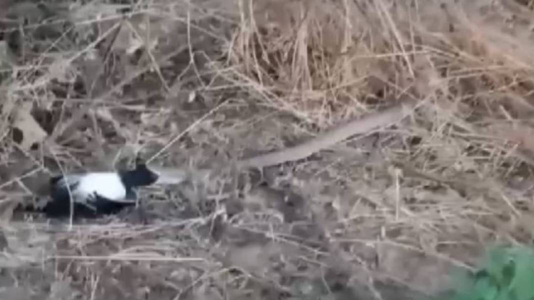 Burası vahşi doğa değil Türkiye! Yırtıcı-sürüngen savaşı kanlı bitti, canlı canlı izlediler 1